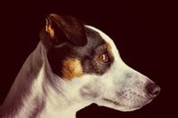 Frank Pieper &quot;Dein Hundefotograf&quot; | Hund Portrait | Bramsche, Osnabr&uuml;ck