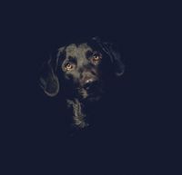 Frank Pieper &quot;Dein Hundefotograf&quot; | Hund close up | Bramsche, Osnabr&uuml;ck