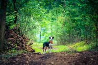 Frank Pieper &quot;Dein Hundefotograf&quot; | Hund im Wald | Bramsche, Osnabr&uuml;ck