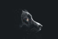 Frank Pieper &quot;Dein Hundefotograf&quot; | Hund schwarz/wei&szlig; | Bramsche, Osnabr&uuml;ck