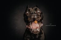 Frank Pieper &quot;Dein Hundefotograf&quot; | Leckerchen-Schnapp-Shooting | Bramsche, Osnabr&uuml;ck